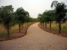 Avenue of Hybrid Palms