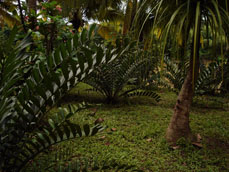 Encephalartos Ferox Planting