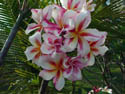 Dreamstar