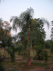 Syagrus Hybrid